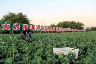 肇慶綠色農(nóng)副產(chǎn)品集散基地 蝶變在即