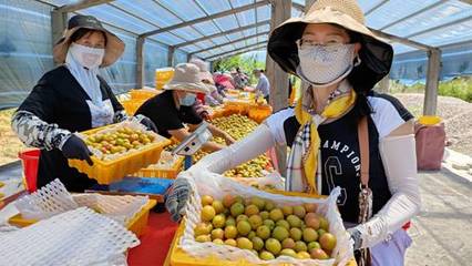 天山腳下的黃金果實(shí) 察布查爾樹上干杏遠(yuǎn)銷內(nèi)地市場