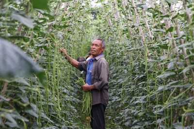 貴州獨(dú)山:盛夏顯生機(jī) 碩果滿目新